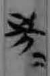 简37
